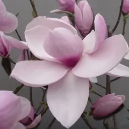 Magnolia Iolanthe