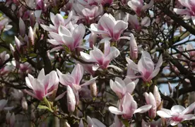 Magnolia soulangeana (Saucer Magnolia)