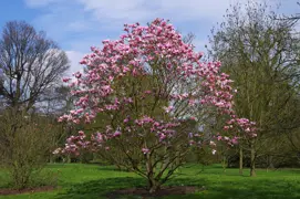 Magnolia Star Wars