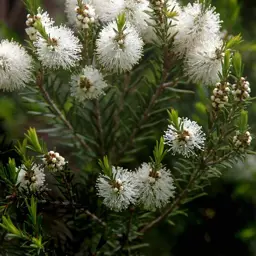 Melaleuca alternifolia (Tea Tree)