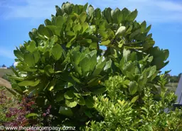 Meryta sinclairii (Puka Tree)