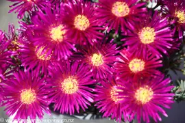 Mesembryanthemum Crimson Glory