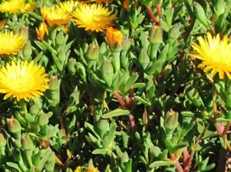 Mesembryanthemum Mellow Yellow (Iceplant)