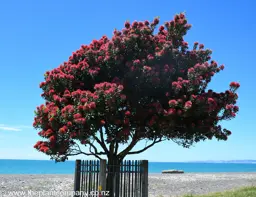 Metrosideros excelsa (NZ Christmas Tree)