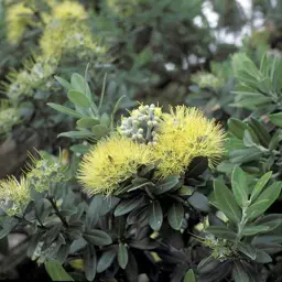Metrosideros excelsa Aurea (Yellow Pohutukawa)