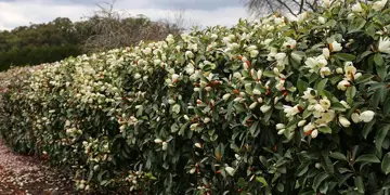 Michelia Fairy Cream