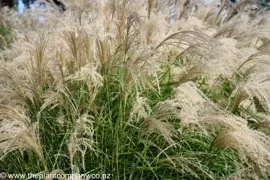 Miscanthus 'Gracillimus'