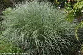 Miscanthus 'Morning Light'