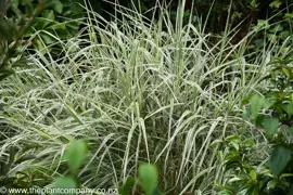 Miscanthus sinensis 'Variegatus'
