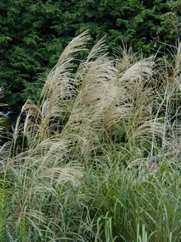 Miscanthus sinensis (Japanese Silver Grass)