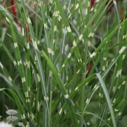 Miscanthus 'Zebrinus'