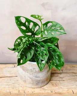 Monstera Monkey (Monstera Monkey Mask)