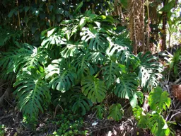 Monstera deliciosa (Fruit Salad Plant)