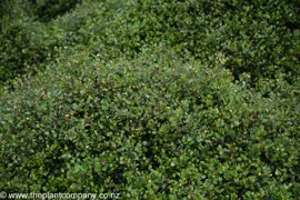 Muehlenbeckia axillaris