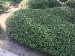Muehlenbeckia complexa (Pohuehue)