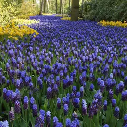 Muscari latifolium