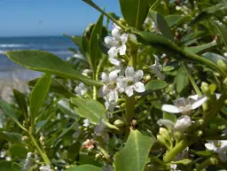 Myoporum laetum (Ngaio)