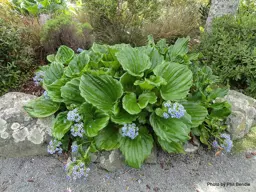 Myosotidium hortensia (Chatham Island Forget-Me-Not)