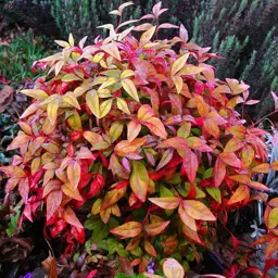 Nandina domestica 'Firepower' (Heavenly Bamboo)