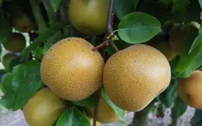 Nashi Hosui
