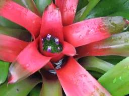 Neoregelia carolinae (Bromeliad)