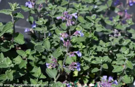 Nepeta 'Six Hills Giant' (Catmint)