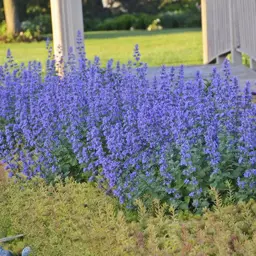 Nepeta faassenii (Catmint)