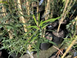 Nestegis montana (Narrow-Leaved Maire)