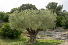 Olea europaea (Olive Tree)