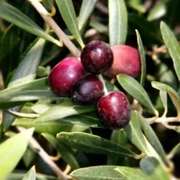 Olea 'El Greco'  (Olive Tree)