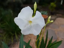 Nerium Madonna (Oleander Nerium)