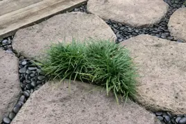 Ophiopogon japonicus Nana (Dwarf Mondo grass)