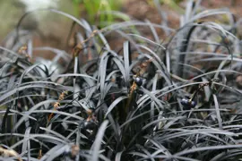Ophiopogon japonicus nigrescens