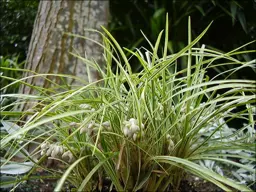 Ophiopogon Silver Mist (Silver Mondo Grass)