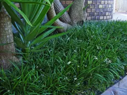 Ophiopogon planiscapus (Mondo Grass)
