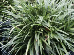 Ophiopogon japonicus 'Nana' (Dwarf Mondo)