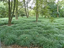 Ophiopogon japonicus (Mondo Grass)