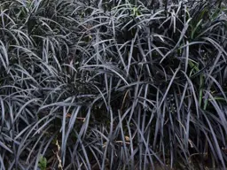 Ophiopogon planiscapus nigrescens (Black Mondo)