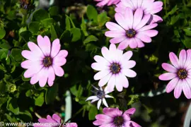 Osteospermum Daydream (Cape Daisy)