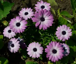 Osteospermum Margarita