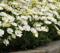 Osteospermum White Lightning
