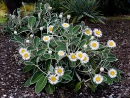 Pachystegia insignis var. minor (Rock Daisy)