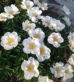 Paeonia lactiflora Krinkled White