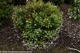 Parahebe Avalanche