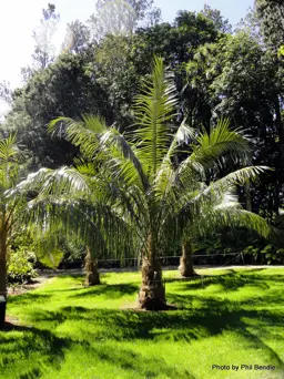 Parajubaea cocoides (Mountain Coconut)