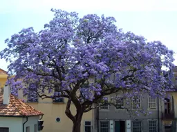 Paulownia tomentosa (Empress Tree)