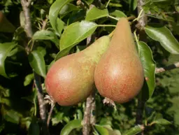 Pear Concorde