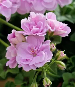 Pelargonium Belcanto