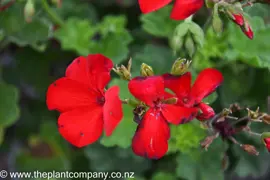 Pelargonium intermedia 'Two in One Dark Red' (Geranium)