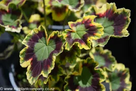 Pelargonium Mrs Pollock